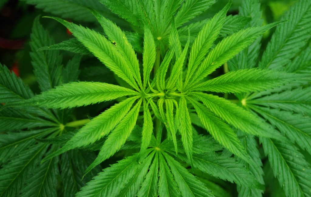 marijuana